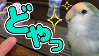 猫のように激しく遊ぶインコ　コザクラインコ・ぱせり　Love bird