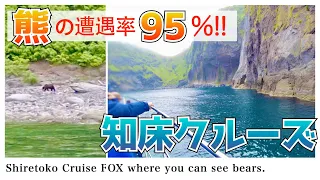 【北海道旅行】知床クルーズFOX号、ヒグマは船からどう見える？@知床半島（知床旅行)