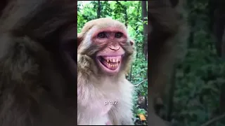 Try Not To Laugh Challenge 😆 🤣best Funniest videos 🤣 😂 🤣#viralcomedy #funny #memes #76 #comedy