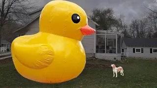 Little Dog Surprised by GIANT Rubber Duck: Cute Dog Indie Saved by 20 ft. Tall Rubber Ducky!