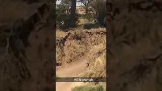 Lion vs Warthog 