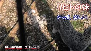 旭山動物園 ユキヒョウ（ジーマと赤ちゃん）赤ちゃんはシッポが好き