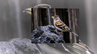 Brambling  (Fringilla montifringilla) song.