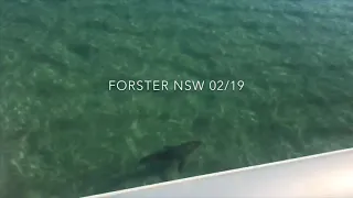 Great White Shark! Forster NSW