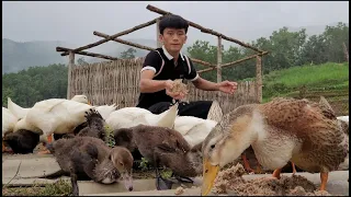 Chi and his wife and children take care of the farm and enjoy peaceful, happy days