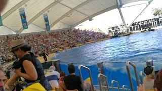 Касатки обливают зрителей водой. Тенерифе Loro Parque