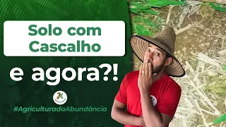 Solo com cascalho é possível produzir em Abundância? - Plantando sem irrigação