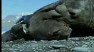 Male elephant seals defend territory - David Attenborough - BBC wildlife