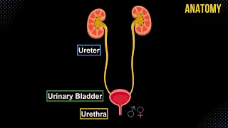 Ureter, Urinary Bladder and Male/Female Urethra (Structures and Walls) - Urinary System Anatomy