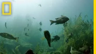 Exploring Ancient Springs in Texas | National Geographic