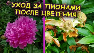 Три совета по уходу за пионами после цветения. Как выращивать пионы. Выращивание пионов. Пионы.