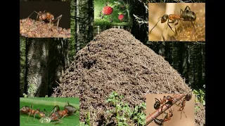 Fantastický svět mravenců