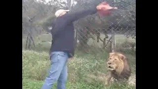 Feeding an angry, injured lion in Africa  ...Songwriter, Gary J Hannan