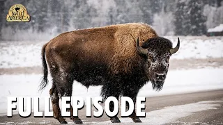 Wild America | S8 E10 'Wild Wyoming' | Full Episode | FANGS