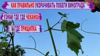 🍇Никогда ТАК НЕ ЧЕКАНЬТЕ И НЕ ПРИЩИПЫВАЙТЕ виноград! В чем разница между чеканкой и прищипкой.