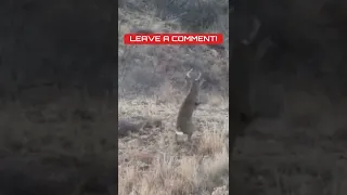 Deer FLIPS After Getting Shot! Have You Seen This Before!?