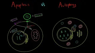 Apoptosis vs Autophagy EVERYTHING YOU NEED TO KNOW CELLULAR BIOLOGY MCAT