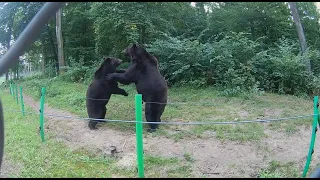 Ведмежий притулок Домажир - Domazhir Bear Shelter