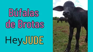 Búfalas de Brotas Novo Nascimento JUDE