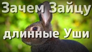 Зачем нужны зайцу такие длинные уши интересные факты про кроликов