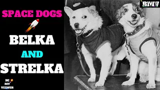 Belka And Strelka Space Dogs | Animals Came Safely From Space | Space Dogs | Space - #BMVAA