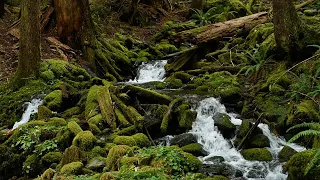 Olympic National Park, Washington 4K – Rain Forest Creek | Relaxing Water Sounds