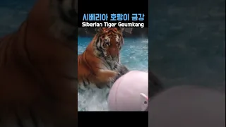 공놀이하는 시베리아 호랑이 금강 #SiberianTiger 2023.9.