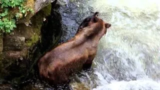 Brown Bear Eating Salmon at Anan Creek