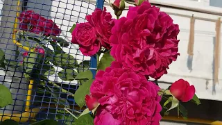 Сорт розы ВИЛЬЯМ ШЕКСПИР (Остинка) - у меня в Плетистой форме, яркая,некапризная, ароматная 10.06.22