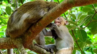 OMG! Cute big baby monkey asking milk mother monkey not allowing.