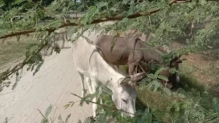 Donkey Eating Grass In Village Video#13