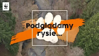 Podglądamy rysie!