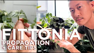 Fittonia (Nerve plant) Rescue, Care Tips, and Propagation - WITH SATISFYING UPDATES