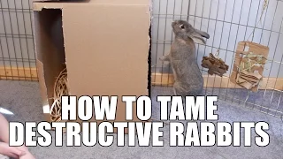 How To Cure Destructive Behavior In Rabbits!