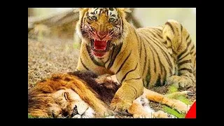 Animal world 호랑이 사자를 죽이다! 호랑이 사자 싸움 LION VS TIGER REAL FIGHT!