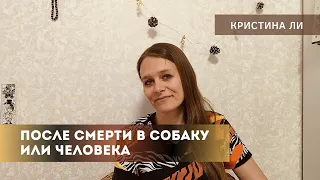 После смерти в собаку или человека