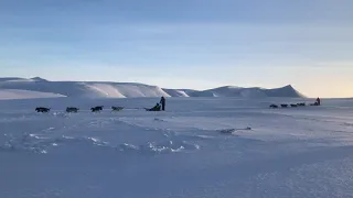 Ездовые собаки в Баренцбурге, Шпицберген.