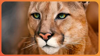 America's Most Infamous Mountain Lion (P22 Puma Documentary) | Real Wild