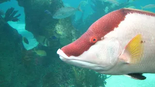 Facts: The Hogfish
