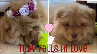 Toby falls in love ♥️🌸