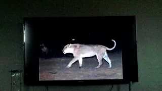 National geographic : eternal enemies lions and hyenas : opening scene