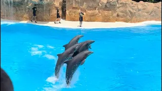 Loro Parque, Dolphin show (high jump). Special guest Ivan