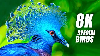 The Beauty of Birds in 8K VIDEO ULTRA HD 60FPS HDR