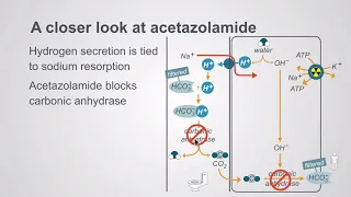 Acetazolamide and the potassium sparing diuretics
