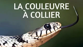 UNE RENCONTRE INATTENDUE AVEC LA COULEUVRE