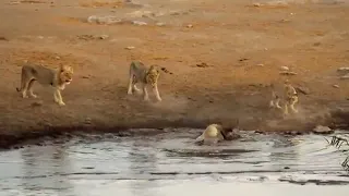 Lions Attack Rhino Stuck in Mud Lion vs Rhino Real Fight   Mast Video