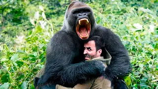То, что эта горилла сделала с туристом в джунглях, лишит вас дара речи! 🔥