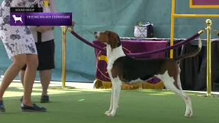 Treeing Walker Coonhounds | Breed Judging 2023