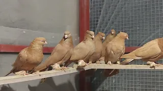 Андижанские голуби, Новваты.