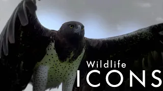 Герои дикой природы / Wildlife Icons-03  Навозные жуки  природные утилизаторы